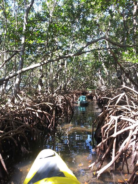 mangrove tunnels sarasota fl.